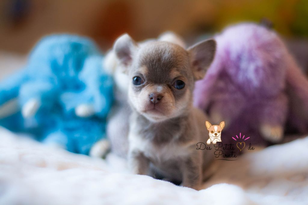 Des Petits Coeurs De Pirate - Chiot disponible  - Chihuahua