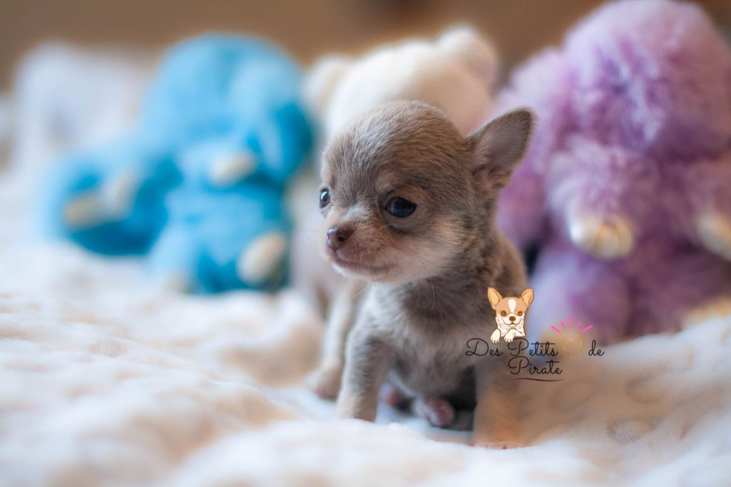 Des Petits Coeurs De Pirate - Chiot disponible  - Chihuahua