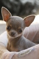 Des Petits Coeurs De Pirate - Chihuahua - Portée née le 25/12/2020
