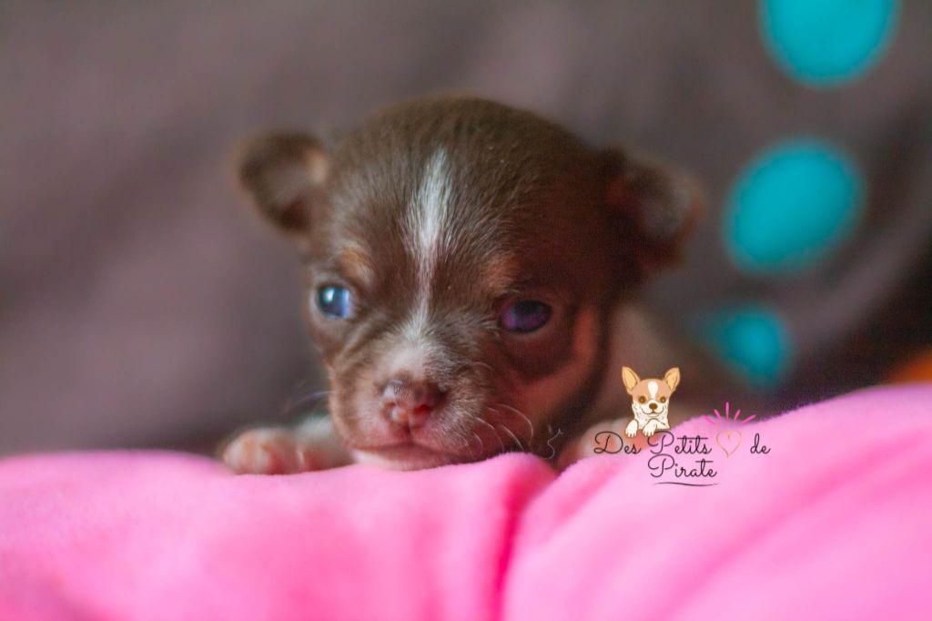 Des Petits Coeurs De Pirate - Chiot disponible  - Chihuahua