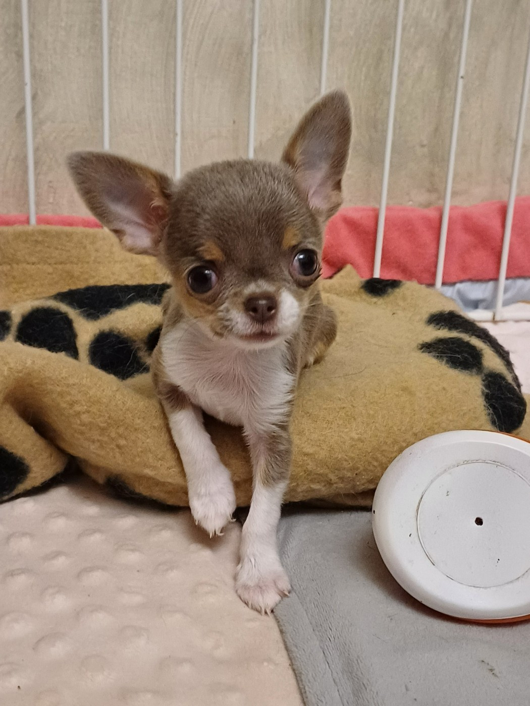 Des Petits Coeurs De Pirate - Chiots disponibles - Chihuahua