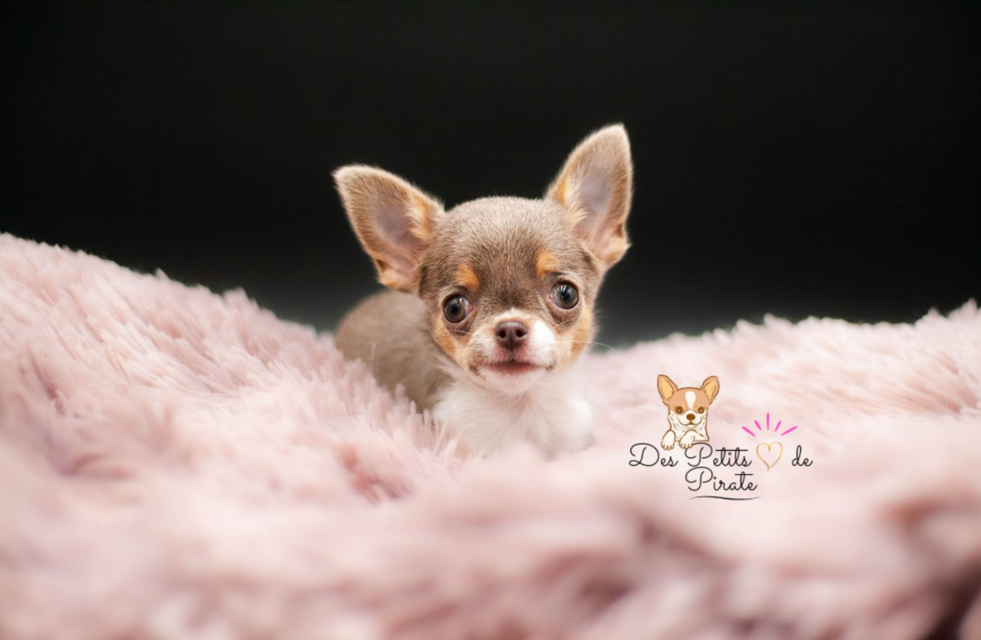 Des Petits Coeurs De Pirate - Chiots disponibles - Chihuahua