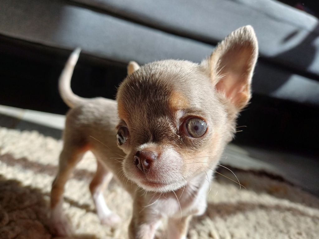 Des Petits Coeurs De Pirate - Chiots disponibles - Chihuahua