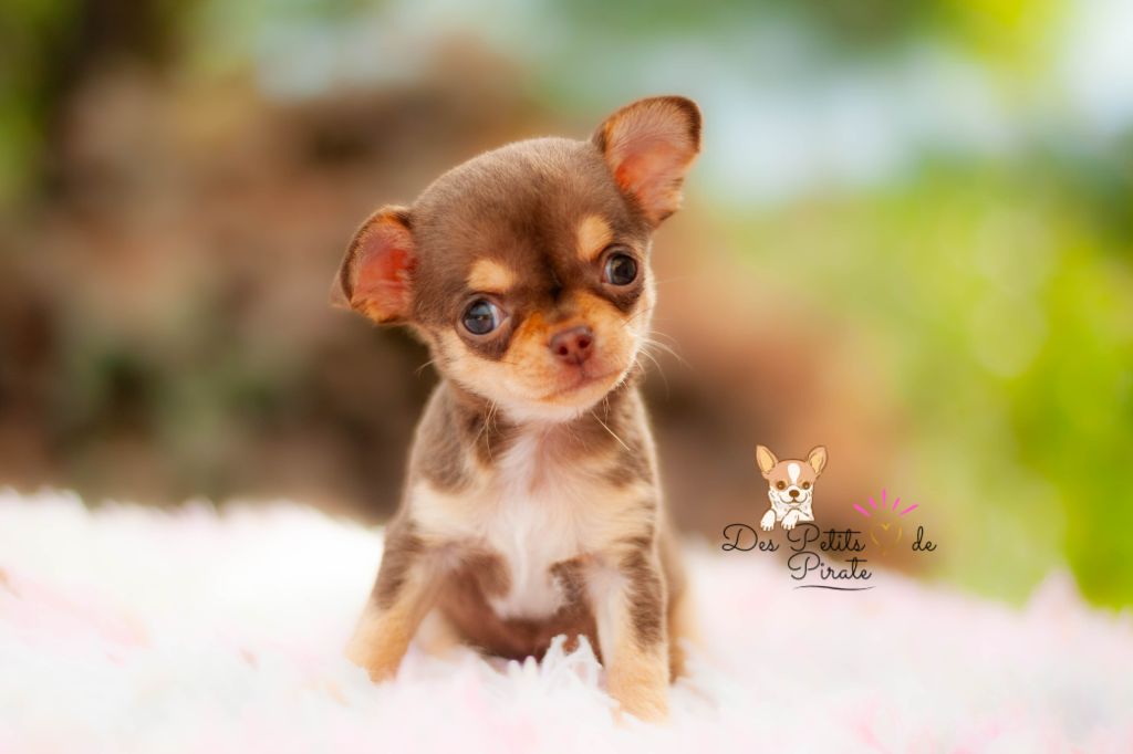 Des Petits Coeurs De Pirate - Chiots disponibles - Chihuahua